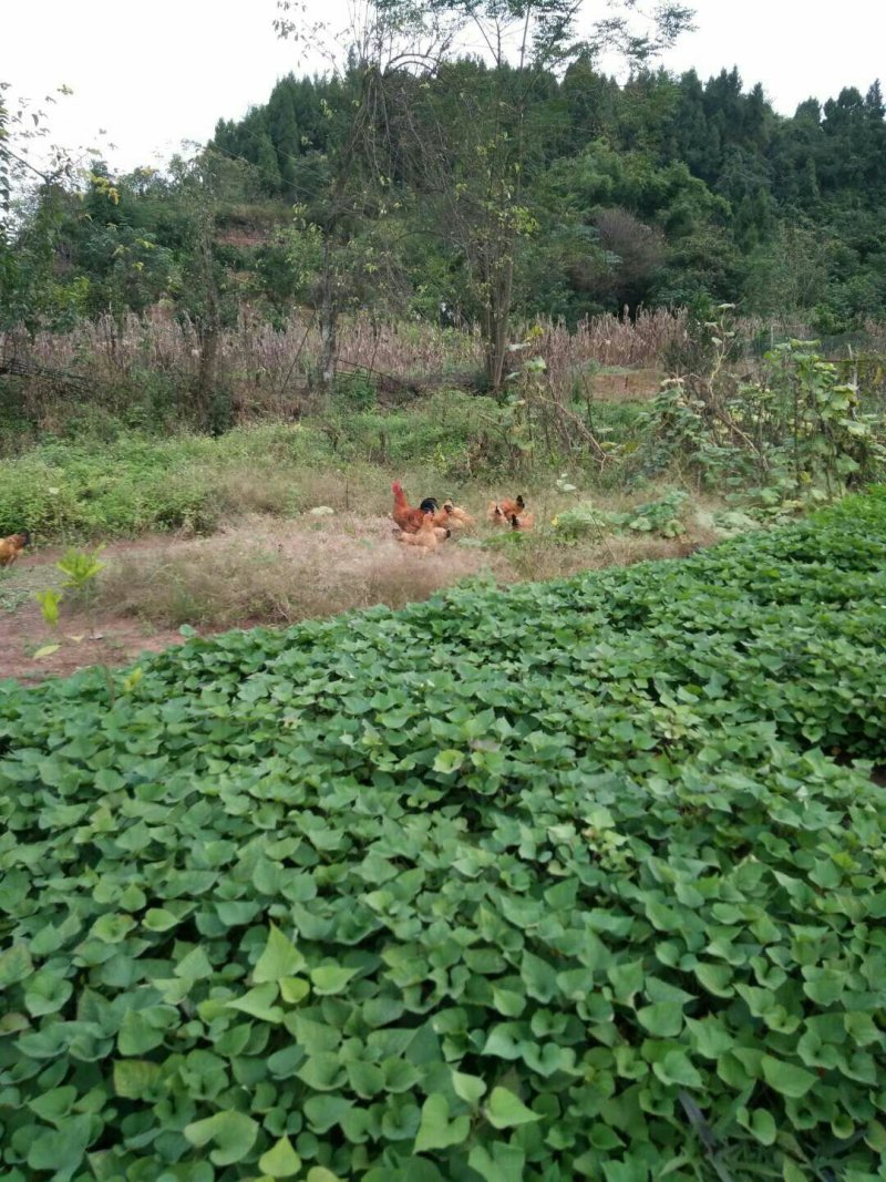 蓬安县正宗散养土鸡