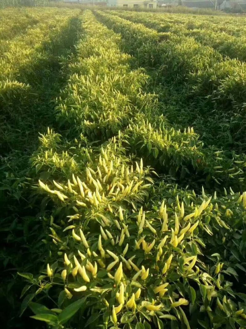 蔬菜