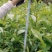 枫香，裸根，地径0.5～0.6