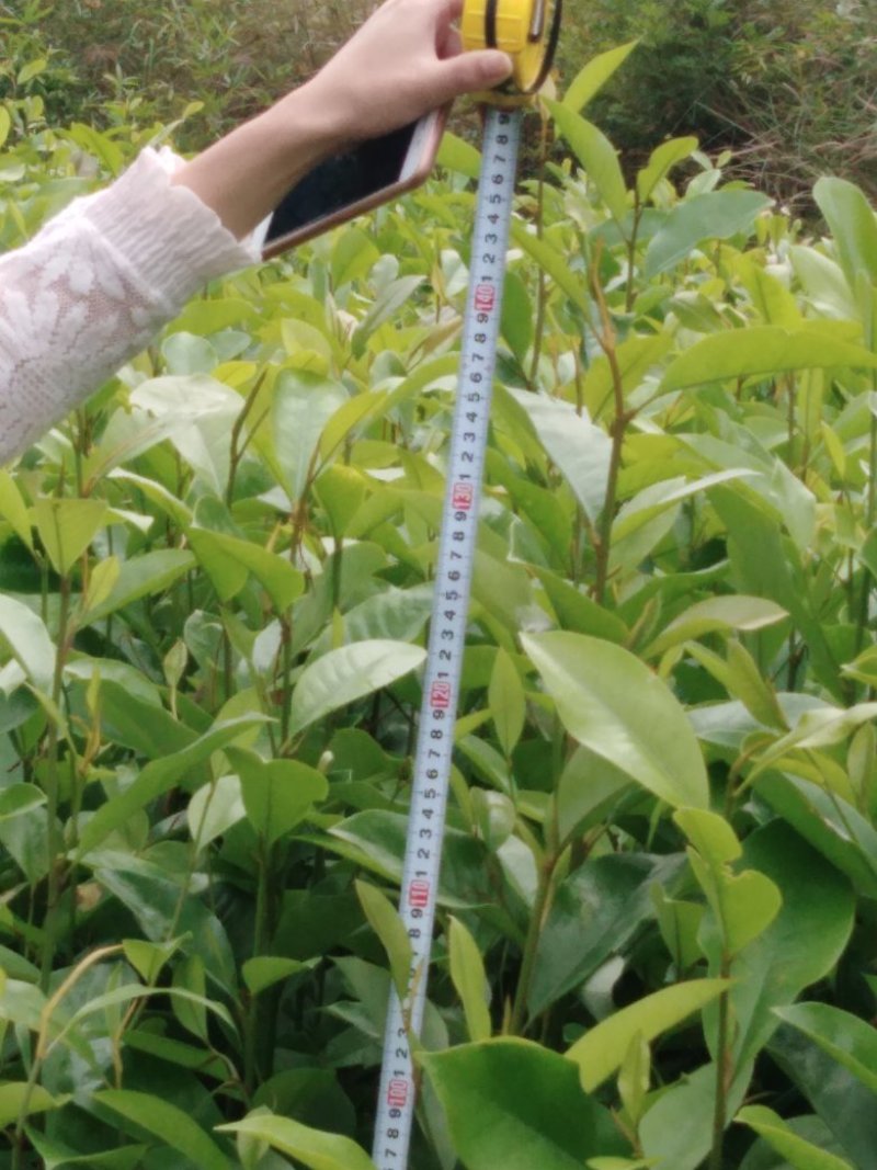 枫香，裸根，地径0.5～0.6