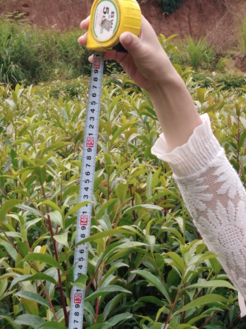 枫香，裸根，地径0.5～0.6