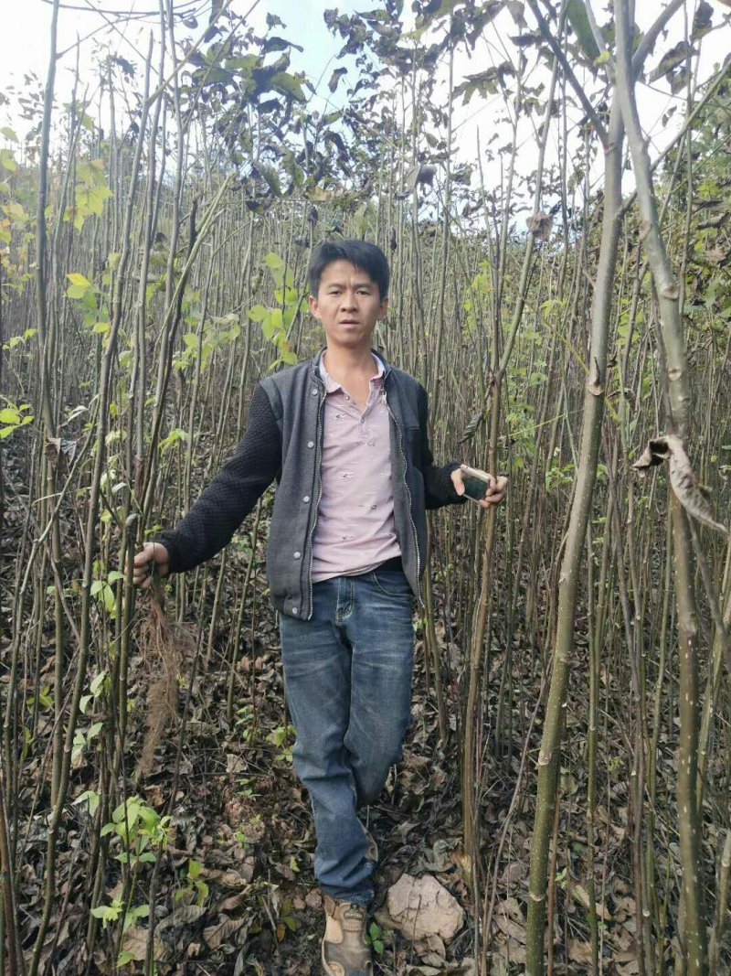 大量核桃实生苗，1公分到5公分。量大从优！