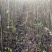 大量核桃实生苗，1公分到5公分。量大从优！