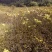大量核桃实生苗，1公分到5公分。量大从优！