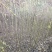 大量核桃实生苗，1公分到5公分。量大从优！