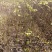 大量核桃实生苗，1公分到5公分。量大从优！