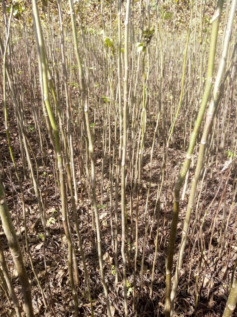 大量核桃实生苗，1公分到5公分。量大从优！