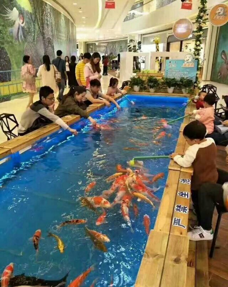 景区商场吃奶鱼供应