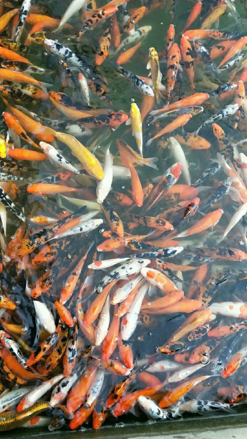 景区商场吃奶鱼供应