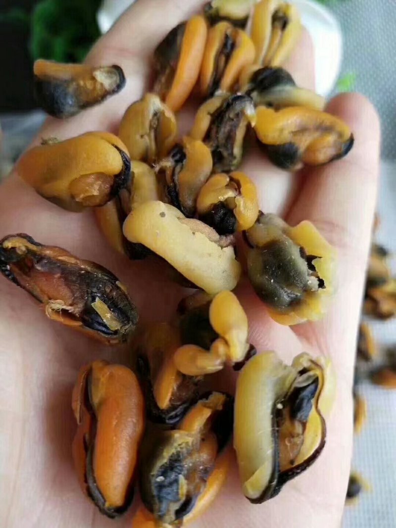 青口贝，中号