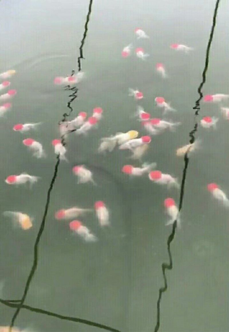 金鱼批发零售
