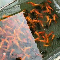 金鱼批发零售