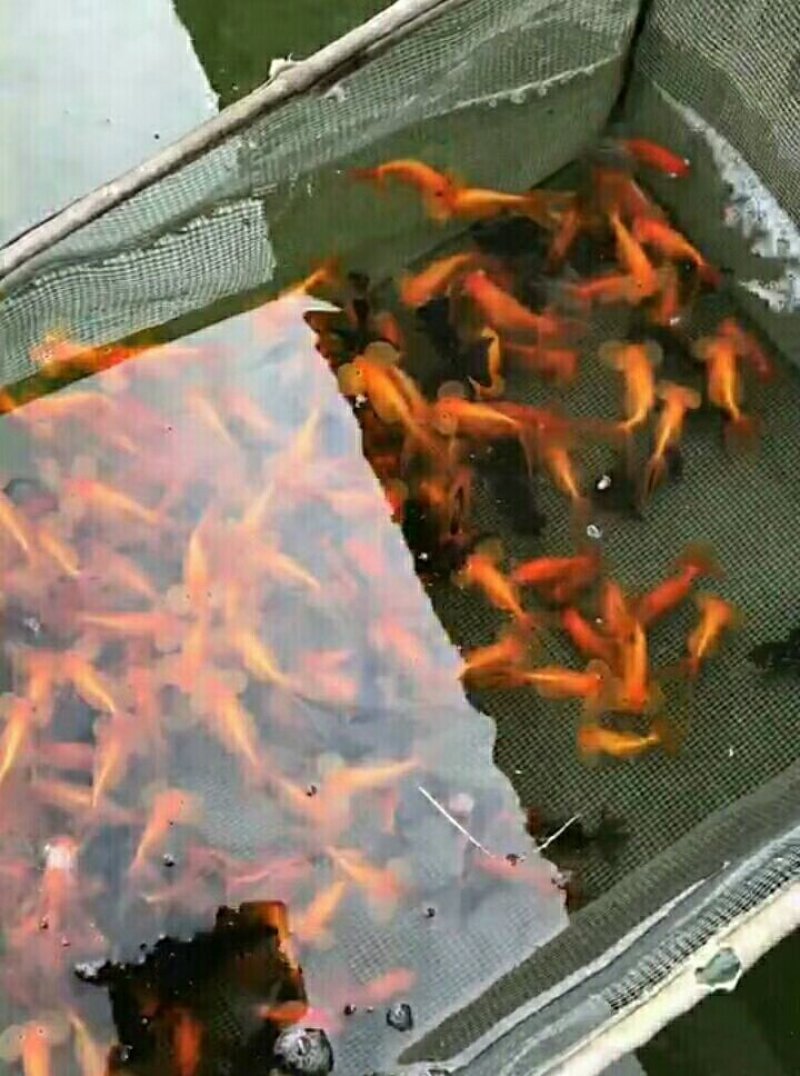 金鱼批发零售