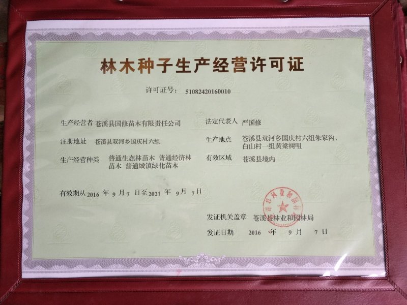 毛桃种子今年新采野毛桃树种子毛桃核种子桃树种子量大价优