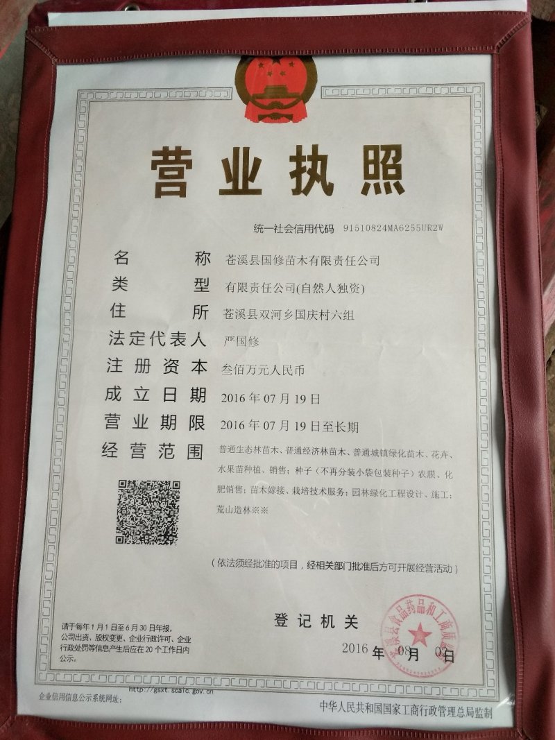 毛桃种子今年新采野毛桃树种子毛桃核种子桃树种子量大价优