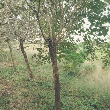 黄栌