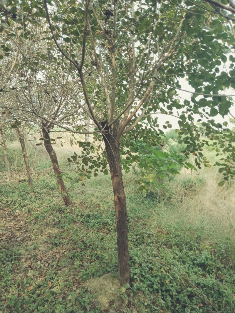 黄栌