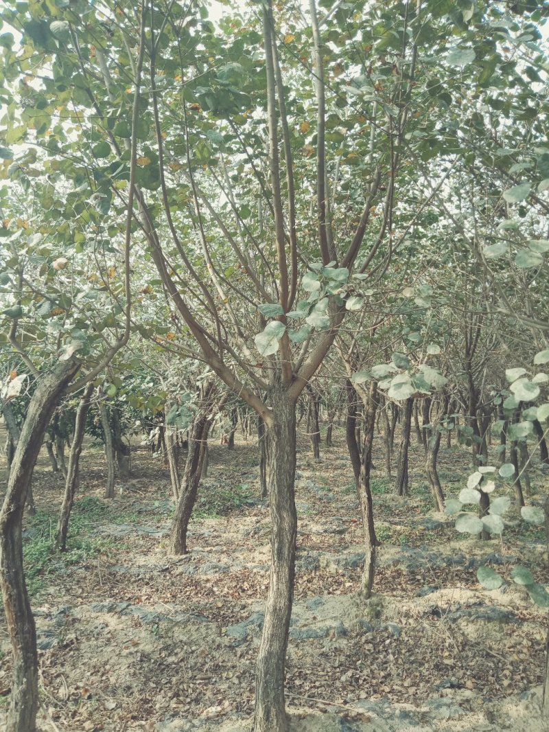 黄栌