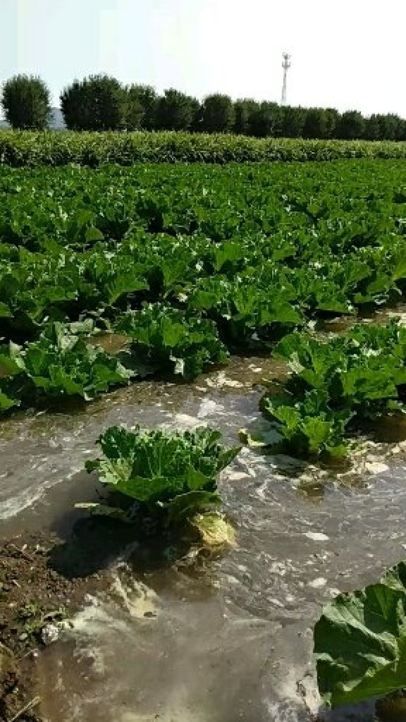 小义和秋大白菜，结实，耐运输