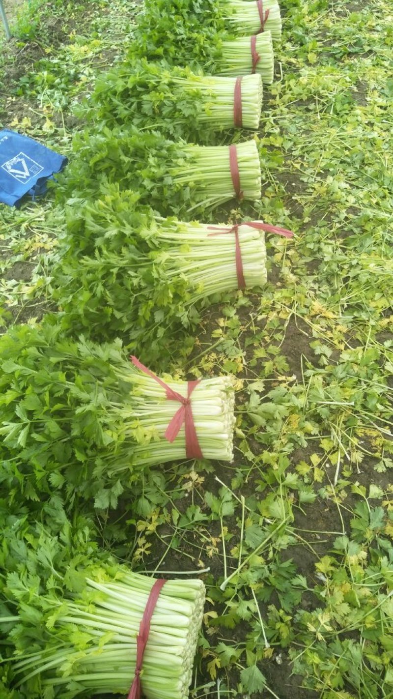 徐州优质小西芹五指粗细的西芹欢迎新老客户朋友采购