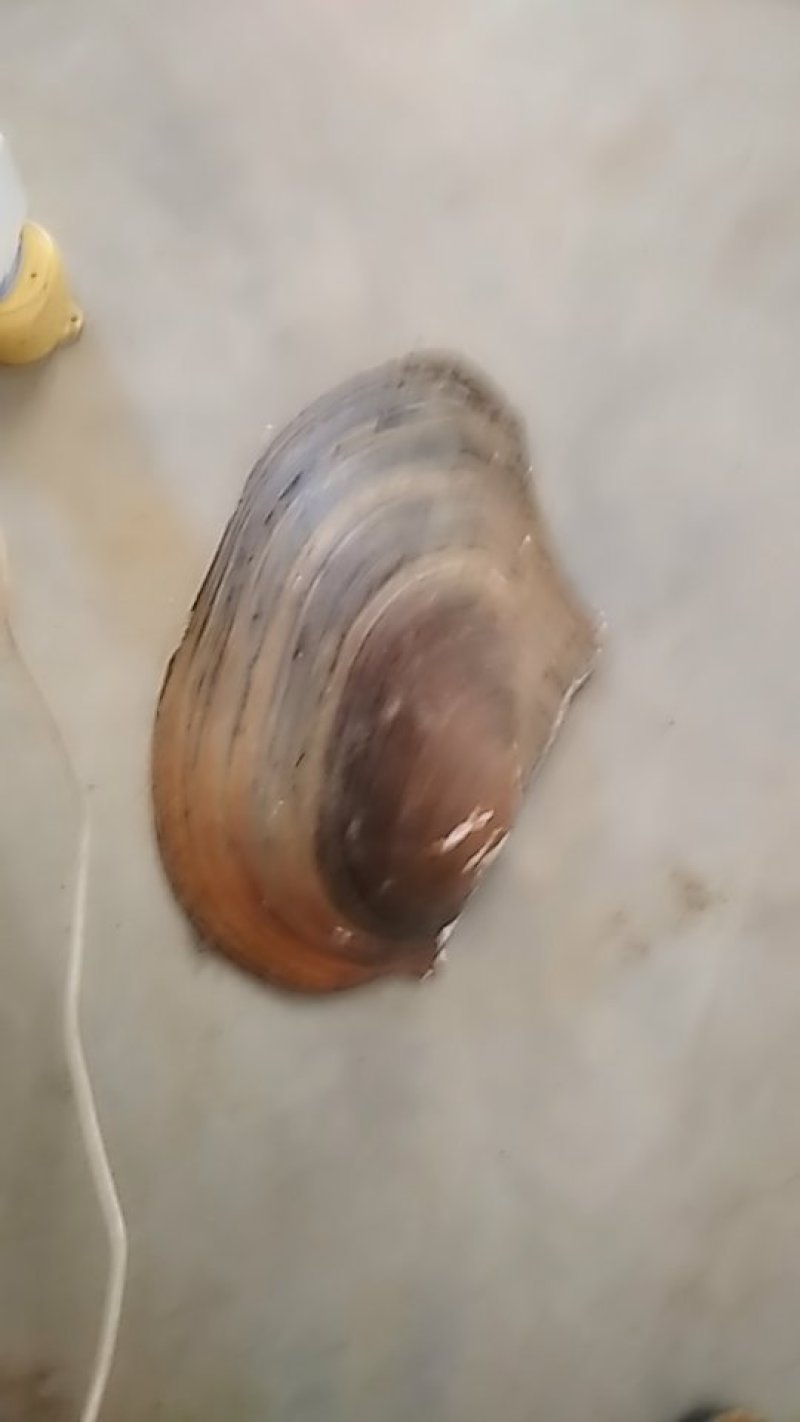 河蚌