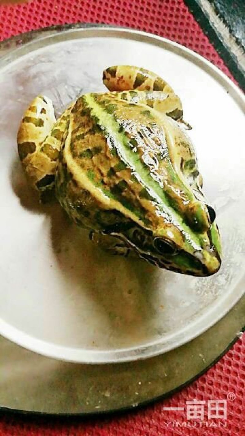 优质青蛙种苗，卵块，科蚪。预定。