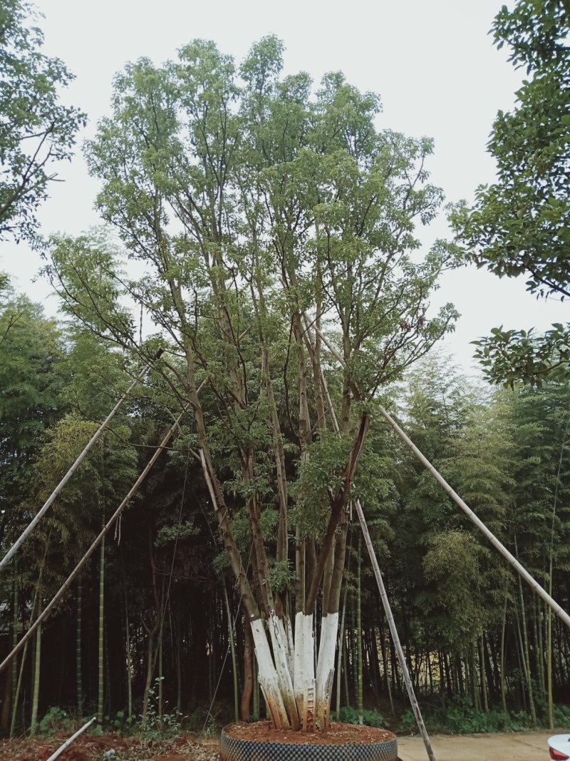 移植多杆全冠香樟多杆香樟多头香樟丛生香樟益阳一手货源