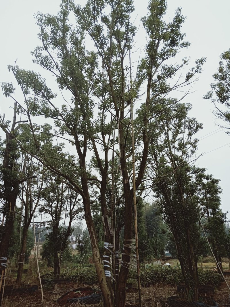 移植多杆全冠香樟多杆香樟多头香樟丛生香樟益阳一手货源