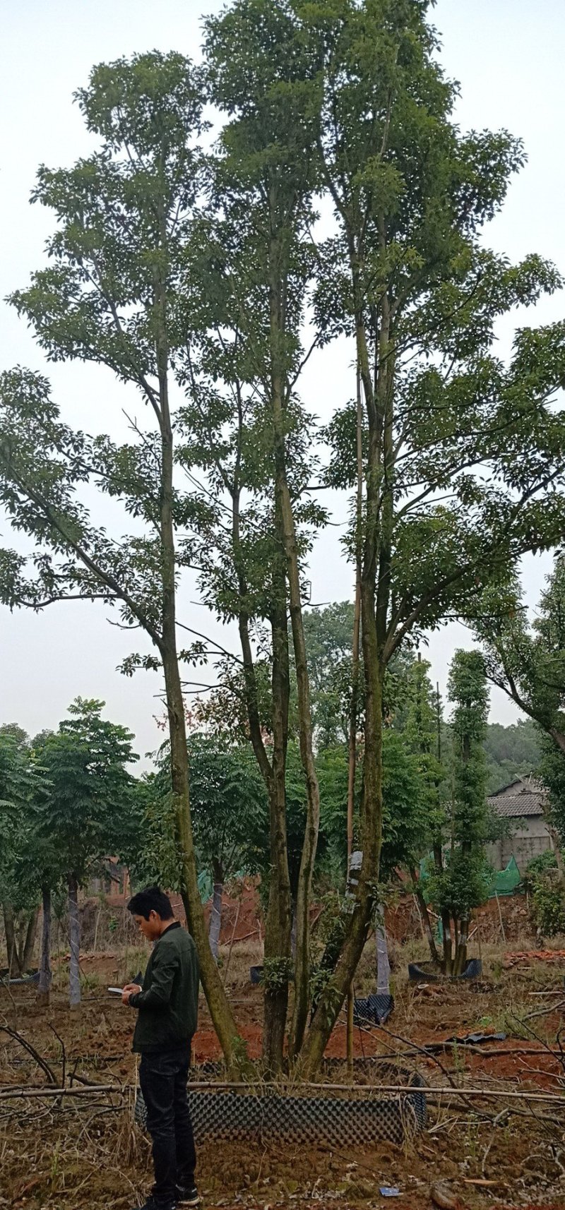 移植多杆全冠香樟多杆香樟多头香樟丛生香樟益阳一手货源