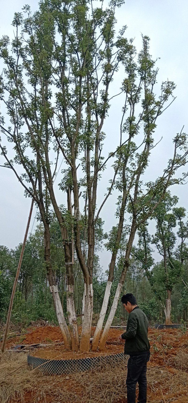 移植多杆全冠香樟多杆香樟多头香樟丛生香樟益阳一手货源