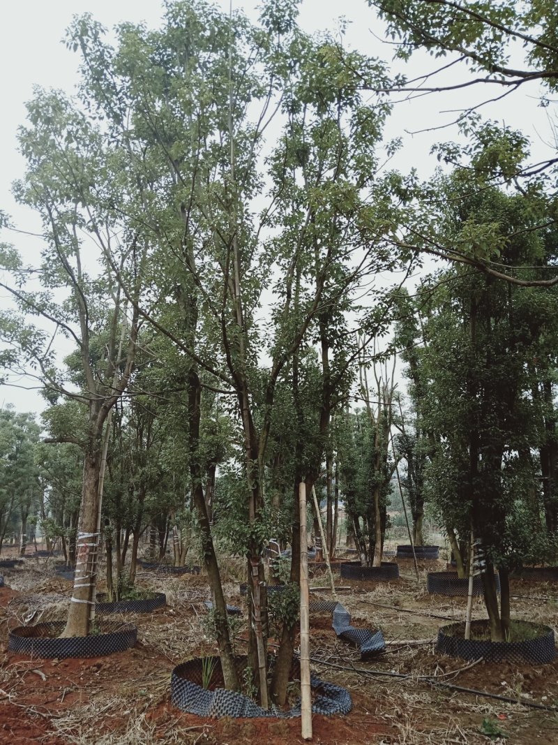 移植多杆全冠香樟多杆香樟多头香樟丛生香樟益阳一手货源