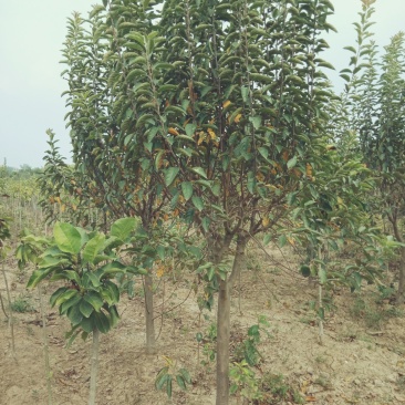 绚丽海棠
