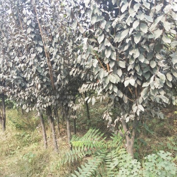 法桐红叶李白蜡七叶树玉兰等个个品种，个个规格