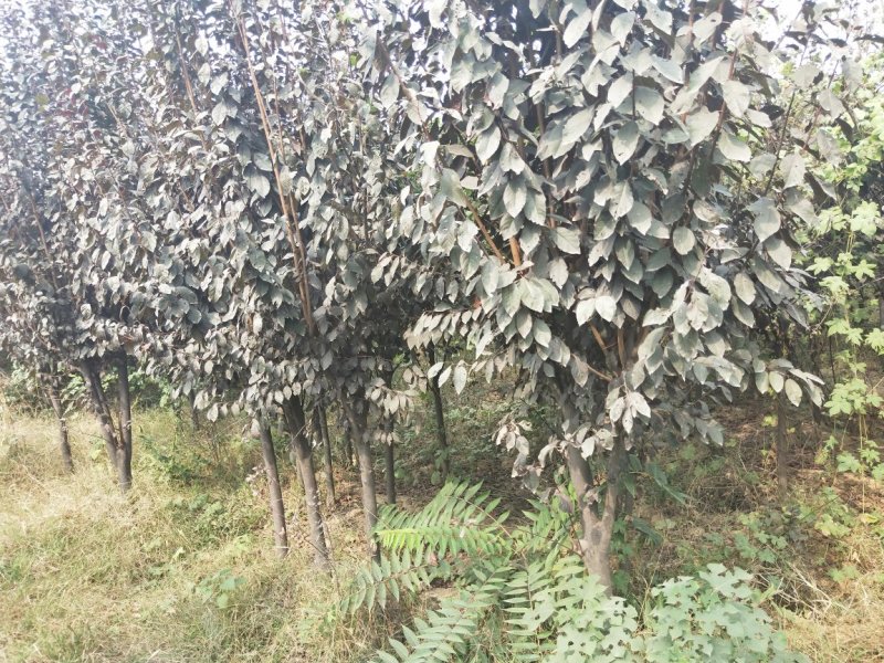 法桐红叶李白蜡七叶树玉兰等个个品种，个个规格