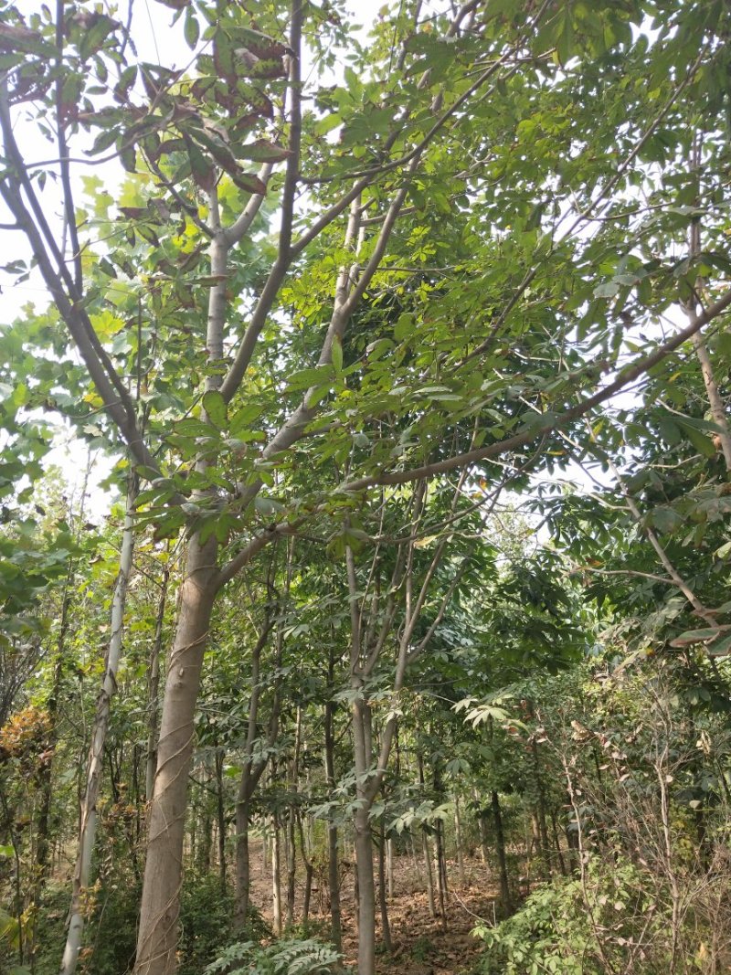 法桐红叶李白蜡七叶树玉兰等个个品种，个个规格