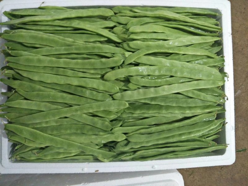线椒、泡椒、无筋豆、扁豆、四季豆、白豆、小金豆苦瓜等蔬菜