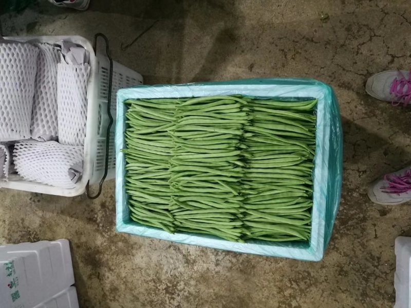 线椒、泡椒、无筋豆、扁豆、四季豆、白豆、小金豆苦瓜等蔬菜