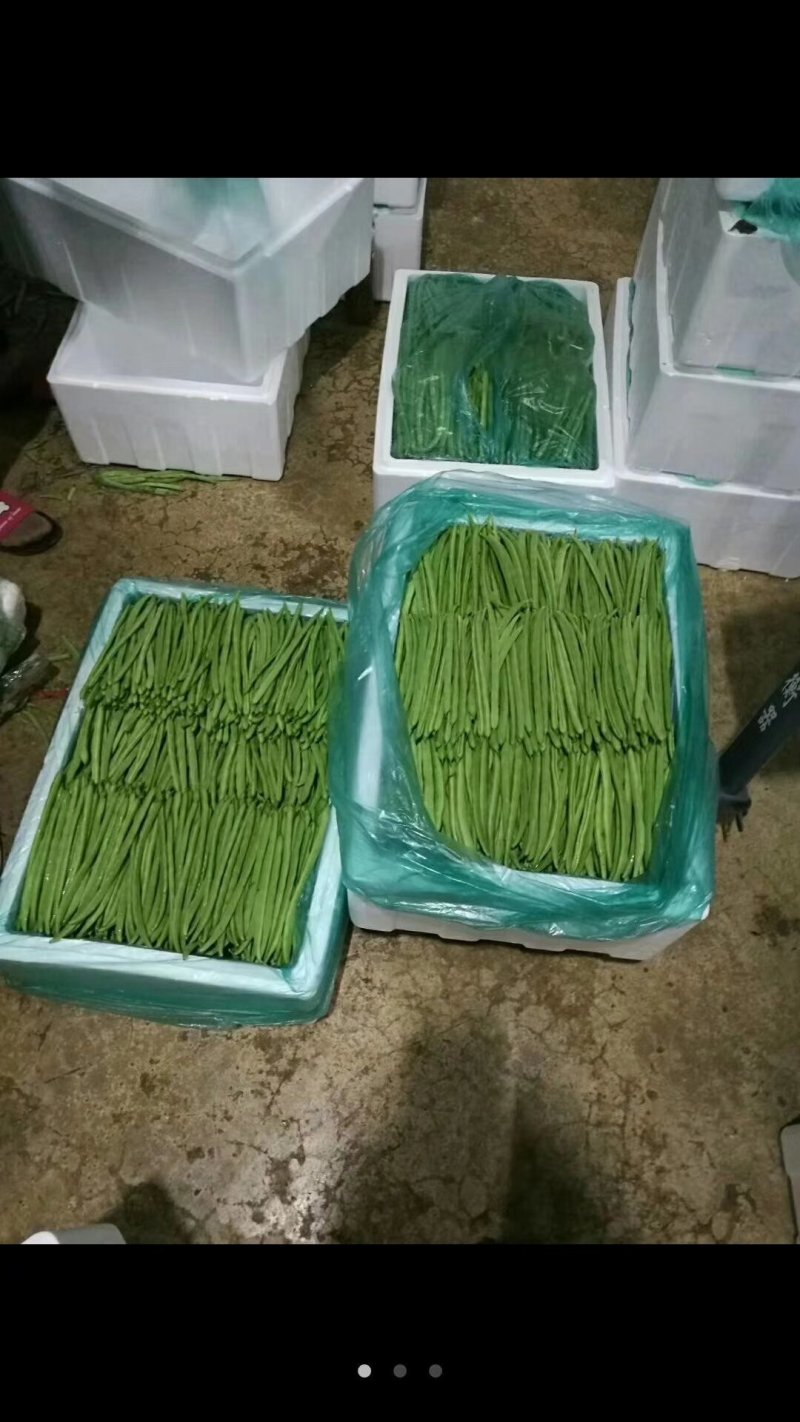 线椒、泡椒、无筋豆、扁豆、四季豆、白豆、小金豆苦瓜等蔬菜
