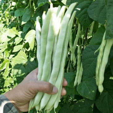 线椒、泡椒、无筋豆、扁豆、四季豆、白豆、小金豆苦瓜等蔬菜