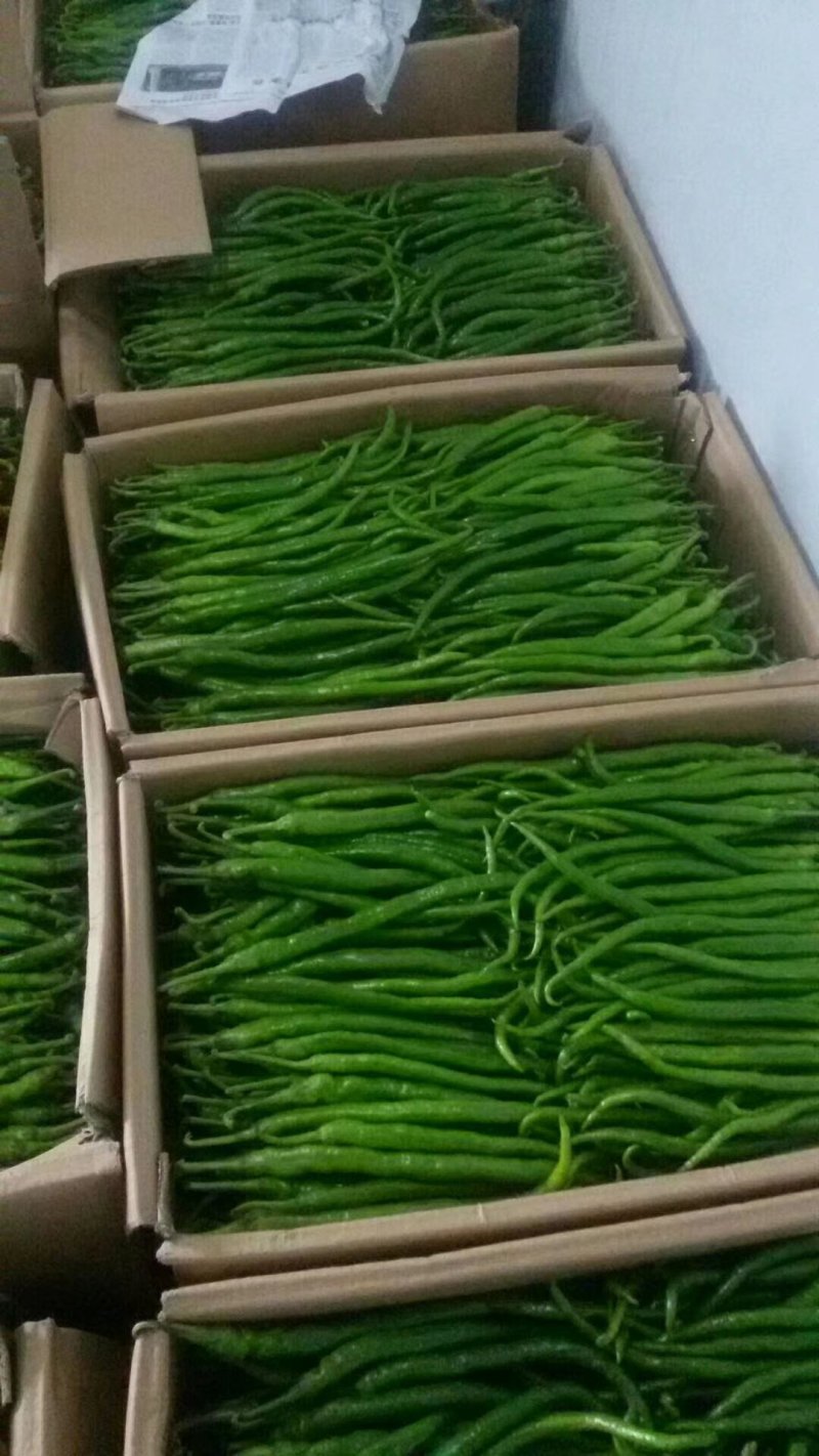 线椒、泡椒、无筋豆、扁豆、四季豆、白豆、小金豆苦瓜等蔬菜
