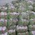线椒、泡椒、无筋豆、扁豆、四季豆、白豆、小金豆苦瓜等蔬菜