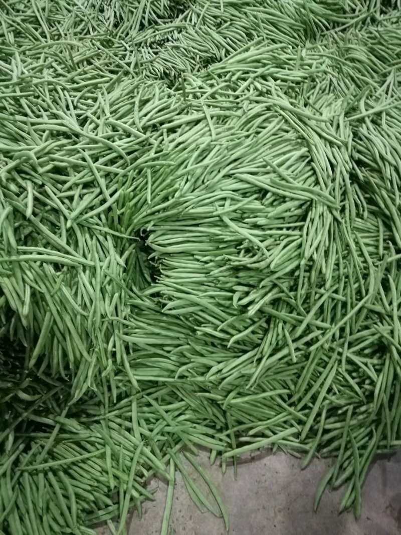 线椒、泡椒、无筋豆、扁豆、四季豆、白豆、小金豆苦瓜等蔬菜