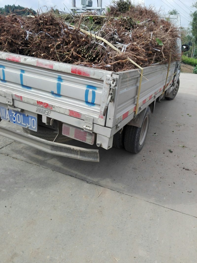 黄金蜜桃树苗皮球桃嫁接苗