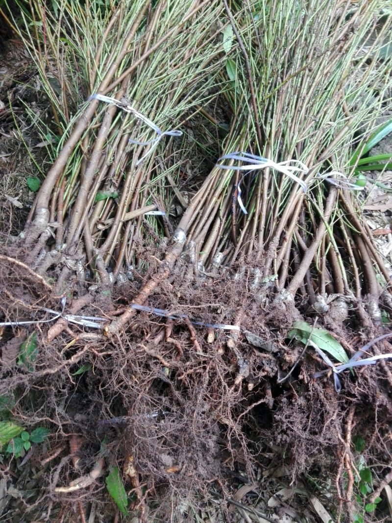 黄金蜜桃树苗皮球桃嫁接苗