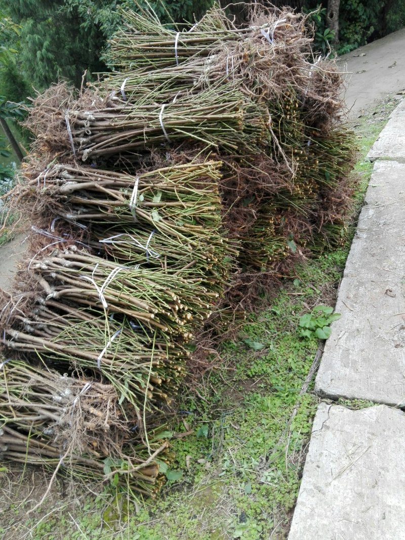黄金蜜桃树苗皮球桃嫁接苗