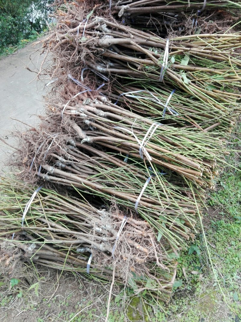 黄金蜜桃树苗皮球桃嫁接苗