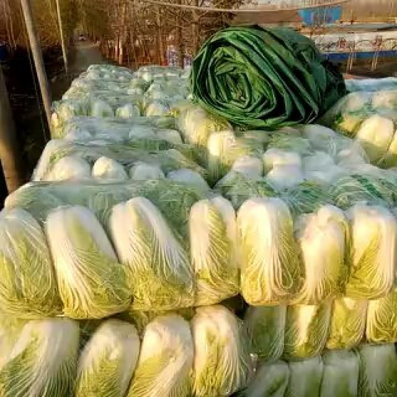 青杂三号大白菜鲜货日供百吨！