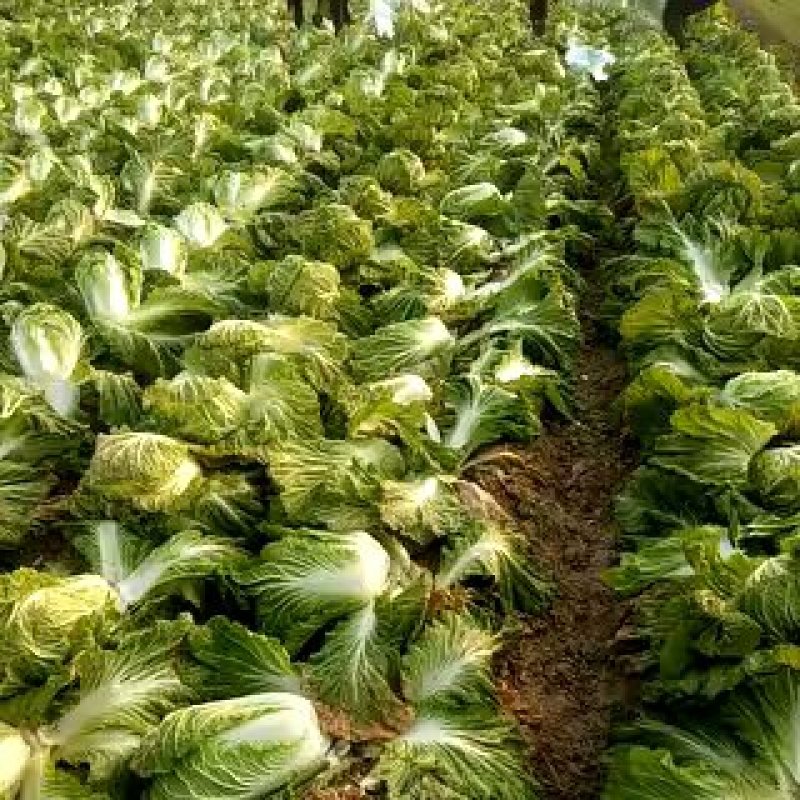 青杂三号大白菜鲜货日供百吨！