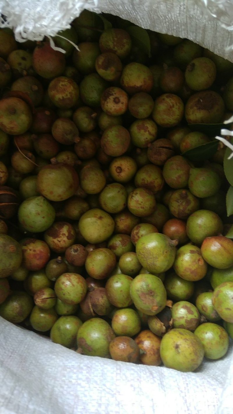 优质油茶鲜果