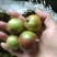 优质油茶鲜果